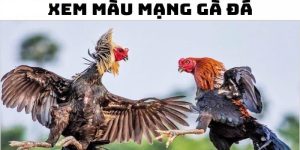 Hiểu thêm về khái niệm màu mạng đá gà